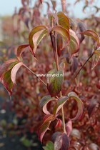 Cornus kousa 'Cappuccino'