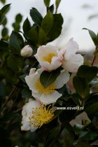 Camellia sasanqua 'Daydream'